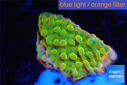 Montipora kung pao phoenix 2-3 cm WYSIWYG acclimaté