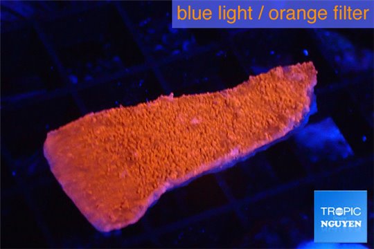 Montipora red frag 2-4 cm WYSIWYG acclimaté