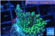 Montipora green purple polyps 2-4 cm WYSIWYG acclimaté