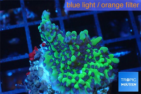 Montipora green purple polyps 2-4 cm WYSIWYG acclimaté