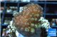 Pocillopora verrucosa pink 2-4 cm WYSIWYG acclimaté