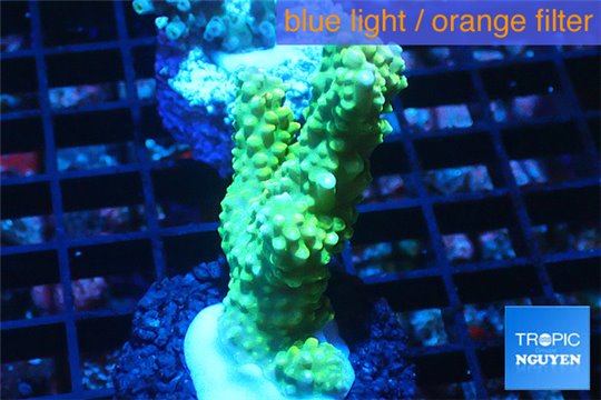 Acropora green pink tip 3-5 cm WYSIWYG acclimaté