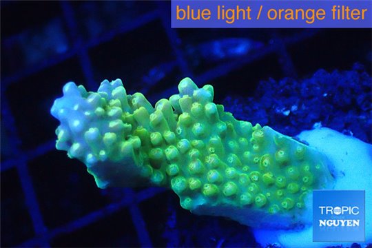 Acropora green pink tip 2-4 cm WYSIWYG acclimaté