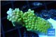 Acropora green pink tip 2-4 cm WYSIWYG acclimaté