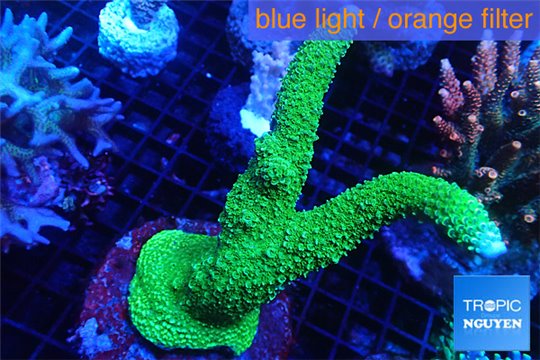 Acropora robusta green Indonesia 9-12 cm WYSIWYG acclimaté