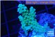 Acropora green 2-4 cm WYSIWYG acclimaté