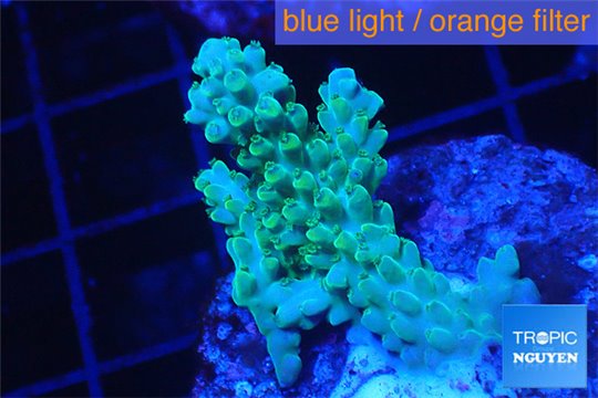 Acropora green 2-4 cm WYSIWYG acclimaté