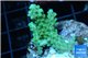 Acropora green 2-4 cm WYSIWYG acclimaté