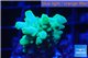 Acropora green 3-4 cm WYSIWYG acclimaté