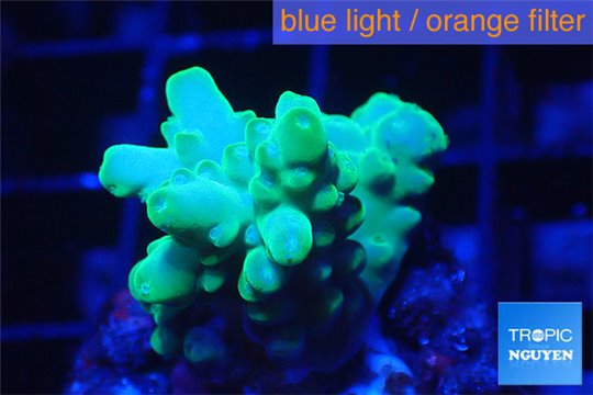 Acropora green 3-4 cm WYSIWYG acclimaté