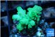 Acropora green 3-4 cm WYSIWYG acclimaté