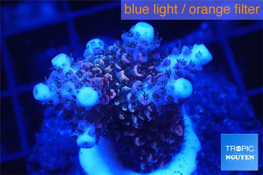 Acropora millepora pink 2-4 cm WYSIWYG acclimaté