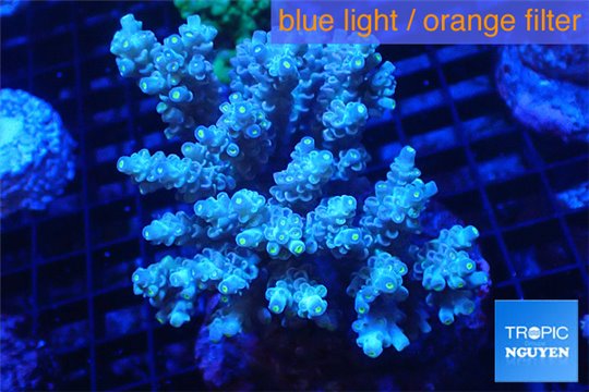 Acropora golden pink 8-12 cm WYSIWYG acclimaté