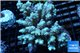 Acropora golden pink 8-12 cm WYSIWYG acclimaté