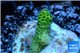 Acropora millepora green 1-2 cm WYSIWYG acclimaté