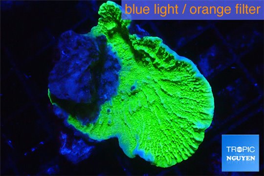 Montipora capricornis green 3-5 cm WYSIWYG acclimaté