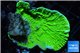 Montipora capricornis green 3-5 cm WYSIWYG acclimaté