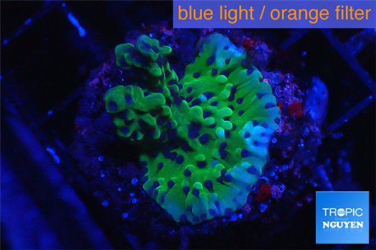 Montipora green purple 2-3 cm WYSIWYG acclimaté