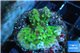 Montipora green purple 2-3 cm WYSIWYG acclimaté