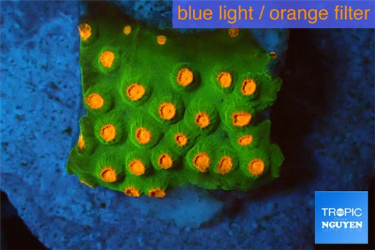 Leptastrea green & orange 2-3 cm WYSIWYG acclimaté