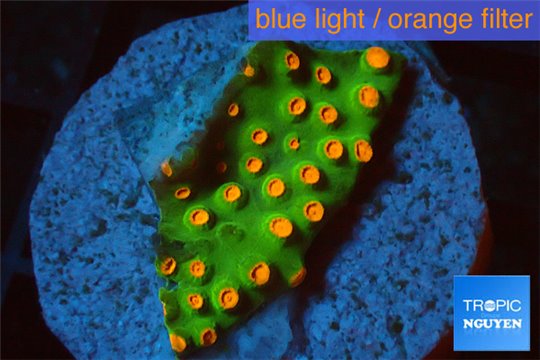 Leptastrea green & orange 2-3 cm WYSIWYG acclimaté