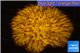 Fungia orange long polyps 3-5 cm WYSIWYG acclimaté