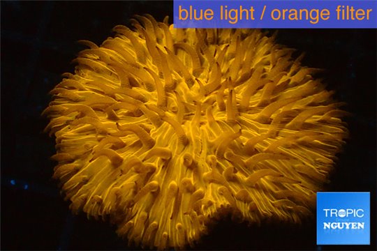 Fungia orange long polyps 3-5 cm WYSIWYG acclimaté