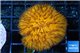 Fungia orange long polyps 3-5 cm WYSIWYG acclimaté