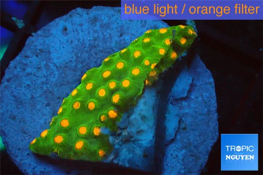 Leptastrea green & orange 2-3 cm WYSIWYG acclimaté