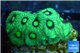 Favia neon green Australia 2-3 cm WYSIWYG acclimaté