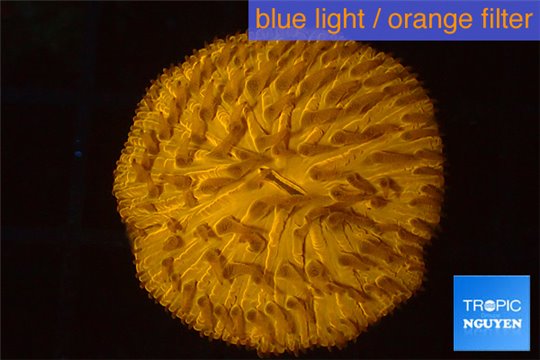 Fungia orange 2-4 cm WYSIWYG acclimaté