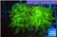 Duncanopsammia green 2 polyps WYSIWYG acclimaté