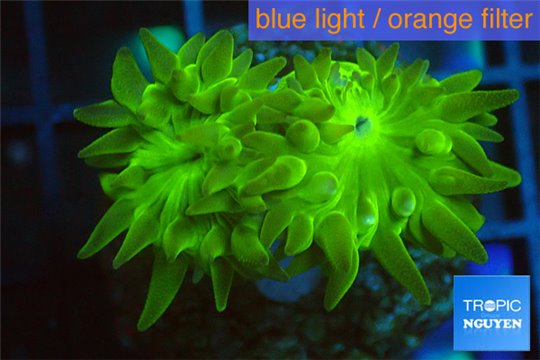 Duncanopsammia green 2 polyps WYSIWYG acclimaté