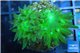 Duncanopsammia green 2 polyps WYSIWYG acclimaté