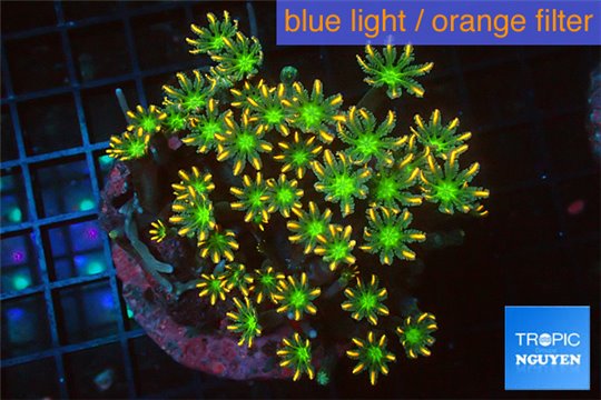 Clavularia papaya orange & green 8-12 cm WYSIWYG acclimaté