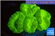 Caulastrea neon green 4-5 polyps WYSIWYG acclimaté