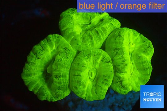 Caulastrea neon green 4-5 polyps WYSIWYG acclimaté