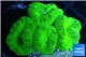 Caulastrea neon green 4-5 polyps WYSIWYG acclimaté