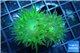 Duncanopsammia green 2 polyps WYSIWYG acclimaté