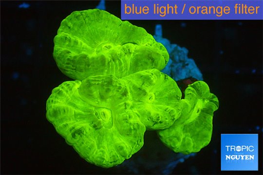 Caulastrea neon green 4 polyps WYSIWYG acclimaté