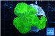 Caulastrea neon green 4 polyps WYSIWYG acclimaté