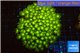 Goniopora long polyps neon green Australia 6-10 cm WYSIWYG acclimaté