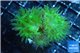 Duncanopsammia green 2 polyps WYSIWYG acclimaté