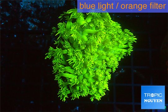 Goniopora long polyps neon green Australia 4-6 cm WYSIWYG acclimaté