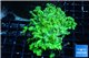 Goniopora long polyps neon green Australia 4-6 cm WYSIWYG acclimaté