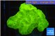 Caulastrea neon green 4-6 polyps WYSIWYG acclimaté