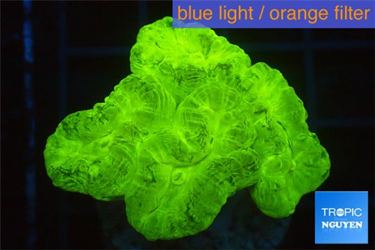 Caulastrea neon green 4-6 polyps WYSIWYG acclimaté