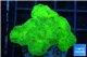 Caulastrea neon green 4-6 polyps WYSIWYG acclimaté