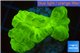 Caulastrea neon green 3 polyps WYSIWYG acclimaté