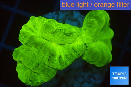 Caulastrea neon green 3 polyps WYSIWYG acclimaté